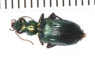 Carabidae Tenebrionidae Beetle Coleoptera Yunnan (11)
