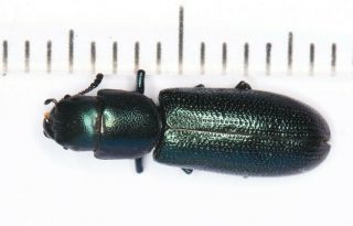 Carabidae Tenebrionidae Beetle Coleoptera Yunnan (4)