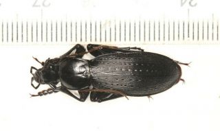 Carabidae Carabus Apotomopterus From West Yunnan