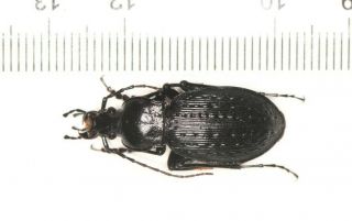 Carabidae Carabus Apotomopterus From Hubei (4)