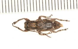 Cerambycidae Cerambycinae From Guangxi Entomology (25)