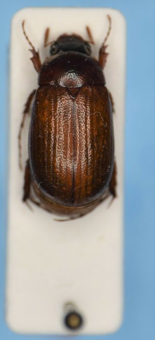 Scarabaeidae Maladera Krueperi Turkey