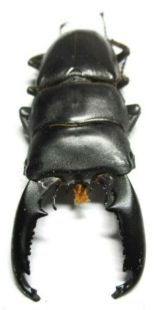 008 Mi : Dv : Lucanidae: Dorcus Titanus Mindanaonis Male 71.  5mm