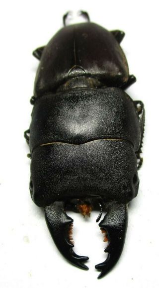 H003 Mi: Lucanidae: Dorcus Crebrecips Male 53.  5mm