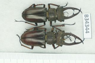 B34344 – Lucanus Kraatzi Giangae?beetles,  Insects Cao Bang Vietnam