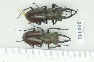 B34341 – Lucanus Kraatzi Giangae?beetles,  Insects Cao Bang Vietnam