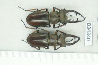B34340 – Lucanus Kraatzi Giangae?beetles,  Insects Cao Bang Vietnam