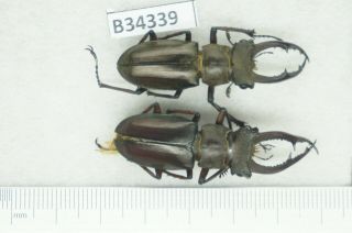 B34339 – Lucanus Kraatzi Giangae?beetles,  Insects Cao Bang Vietnam