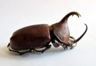 Golofa Claviger Beetle Taxidermy Real Unmounted Insect