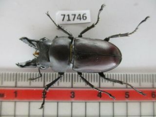 71746 Lucanidae: Prosopocoilus Bulbosus Ssp.  Vietnam North