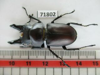 70802 Lucanidae: Prosopocoilus Bulbosus Ssp.  Vietnam North