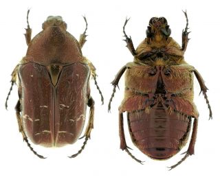 Insect Beetles Cetoniidae Cetonia Magnifica Primorye Reg