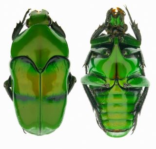 Insect Beetles Cetoniidae Sp Seram Is 28 Mm