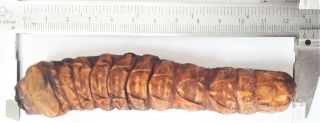 Larva Of Xixuthrus Lunicollis 128mm From Buru Indonesia