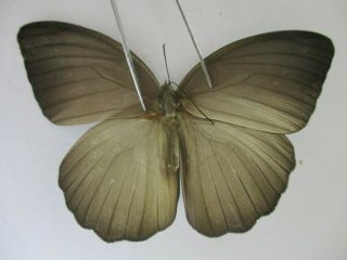 N14087.  Unmounted Butterfly: Faunis Caelestis.  Vietnam North