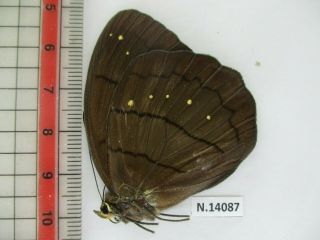 N14087.  Unmounted butterfly: Faunis caelestis.  Vietnam North 2