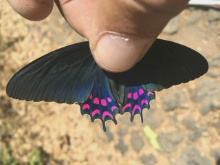 Papilio Parides Photinus Male,  In A1 -