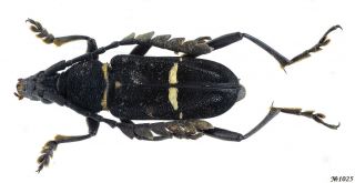 Coleoptera Cerambycidae Gen.  Sp.  Indonesia Sumatra 16mm