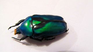 Rhomborrhina Resplendens Chatanayi (blue - Green) Taxidermy Real Insect Unmounted