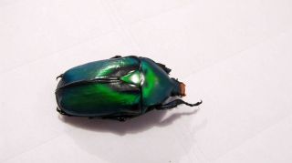 Rhomborrhina resplendens chatanayi (Blue - Green) Taxidermy REAL Insect Unmounted 2