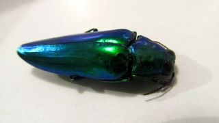 Chrysochroa Wallacei Green Beetle Insect Taxidermy Real Insect