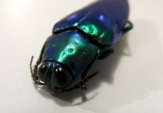 Chrysochroa wallacei green beetle insect Taxidermy REAL Insect 2