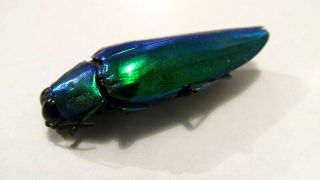 Chrysochroa wallacei green beetle insect Taxidermy REAL Insect 3