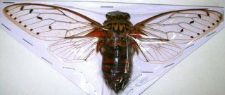 Pomponia Intermedia X - Large Cicada Real Insect (spread)