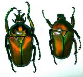 Neptunides Polychrous Pair Colorful Golden Green Taxidermy Real Insect