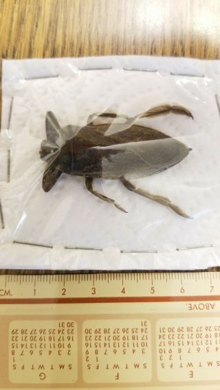 53mm Hemiptera Belostomatidae Lethocerus Americanus Ravalli County Montana Usa