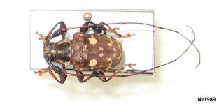 Coleoptera Cerambycidae Gen.  Sp.  Peru 12mm