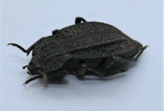 Tenebrionidae,  Callyntra Rugosa