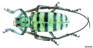 Coleoptera Cerambycidae Gen.  Sp.  Indonesia Sumatra 35mm