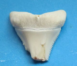 Real 1 1/2 " Modern Great White Shark Tooth Have Broke Sd - 731