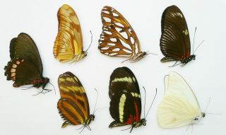 7 Butterflies From Costa Rica And Mexico A1 -,  A -,  A2