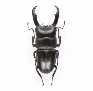 One Real Stag Beetle Dorcus Reichei Hansteinei Unmounted Packaged