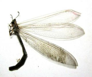 001 Mi : Zm : Neuroptera Species? 23.  5mm