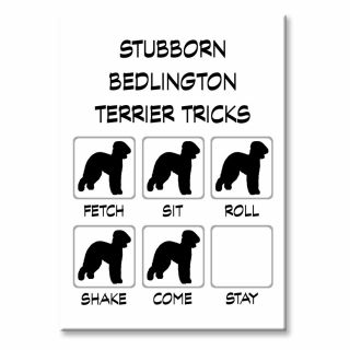 Bedlington Terrier Stubborn Tricks Fridge Magnet Steel Case Funny