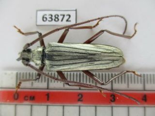 63872 Cerambycidae Sp.  Vietnam C.  Ngoc Linh.  Over 2000m