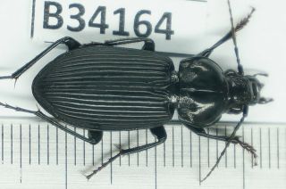 B34164 – Apotomopterus sp? BA THUOC.  THANH HOA vietnam 2