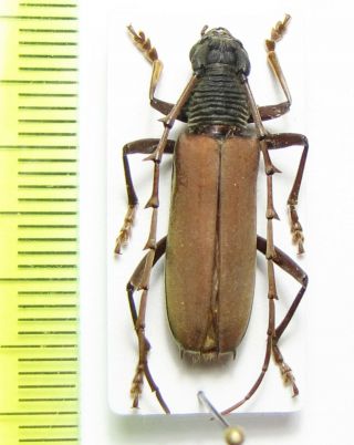 Cerambycidae,  Atiaia Consobrina,  French Guiana