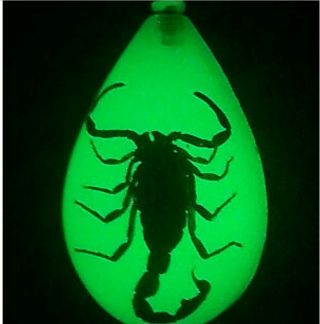 Scorpion Keychain Glow In Dark Real Insects Bugs Key Chain Keyring