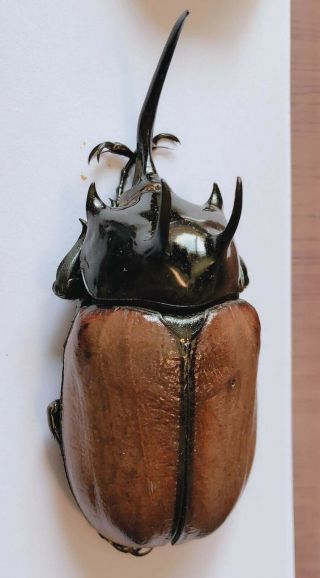 Eupatorus Sukkiti 79mm From Yingjiang Yunnan 8310