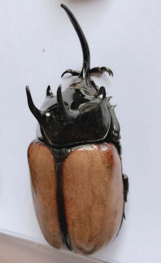 Eupatorus Sukkiti 78mm From Yingjiang Yunnan 8305