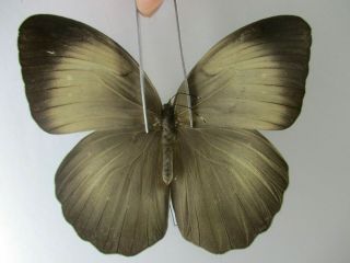 N14146.  Unmounted Butterfly: Faunis Caelestis.  North Vietnam