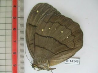 N14146.  Unmounted butterfly: Faunis caelestis.  North Vietnam 2