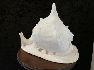 Vintage Large Queen Helmet Conch Shell
