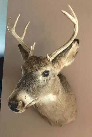 Whitetail Deer Head Mount Taxidermy Antler Buck Shoulder Wisconsin Vintage