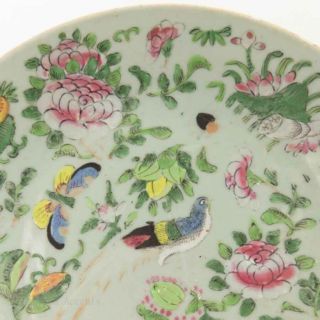 19th.  c Chinese Famille Rose Plate,  Flowers,  Birds and Butterflies Marked 2