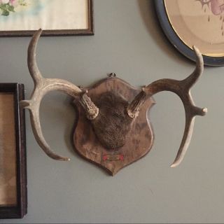 Vintage Mounted Deer Antlers 8 Point Texas